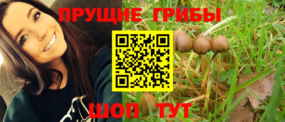 Псилоцибиновые грибы Psilocybe Саров