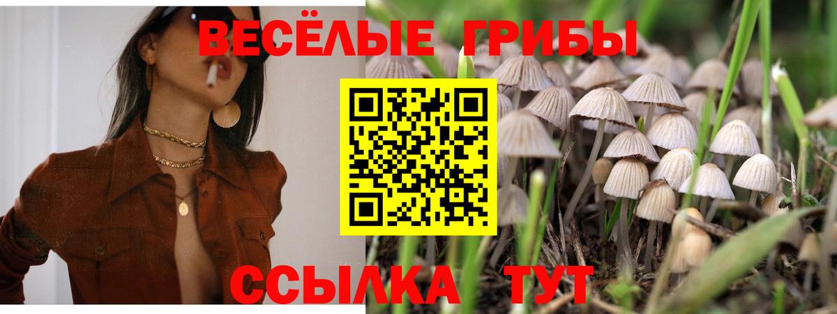 купить   Галлюциногенные грибы Cubensis  Вход с VPN  Саров 